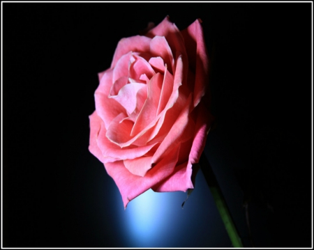 Pink Rose - flower, petals, pink, rose