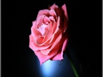 Pink Rose