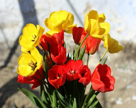 ~ Fresh Tulips ~ - buch, flowers, petals, tulips