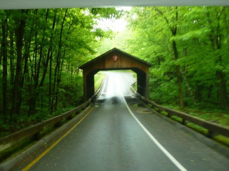 Covered Bridge - covered, trees, road, forest, architecture, nature, green, day, bridge, limbs