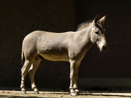 somalian donkey - grey, neck, striped, legs