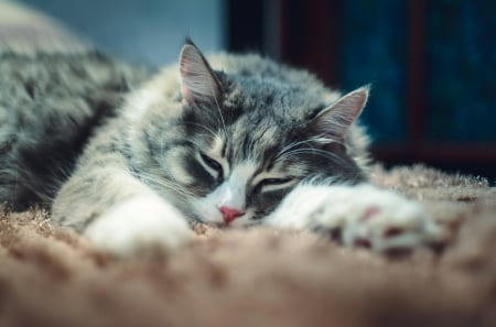 Cat - sleepy, cute, beautiful, cat, sleeping, kitty, cats, hat, cat face, paws, face, animals, pretty, beauty, sweet, kitten, lovely