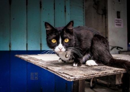 Cat - sleeping, beauty, cat face, hat, animals, sleepy, paws, face, pretty, cute, cat, kitty, lovely, kitten, cats, beautiful, sweet