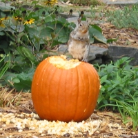 Halloween munchkin on a pumpkin