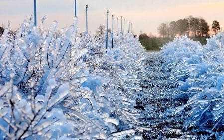 Florida Blueberry Farm, 1-7-2014 - florida, winter, nature, landscape, snow