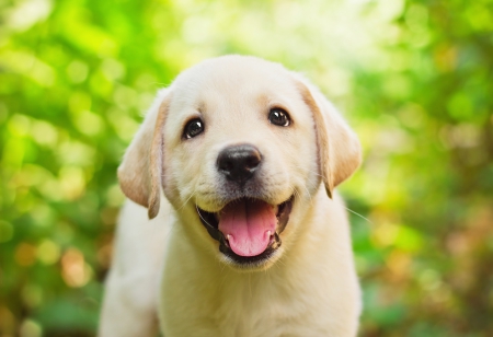 ♥ Adorable Wildly ♥ - garden, sunshine, adorable, face, labrador, happy