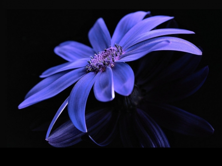 Reflection of Senneti - beauty, purple, reflection, flower