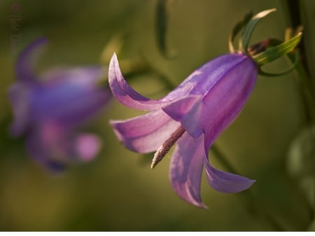 Light my way - beauty, purple flower, flower, purple