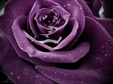 Purple rose drop - beauty, drop, purple, purple rose