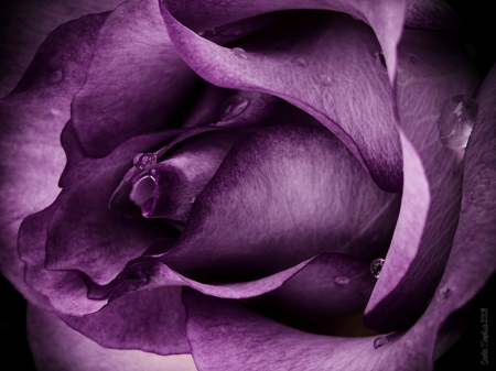 Purple rose - beauty, purple rose, rose, flower