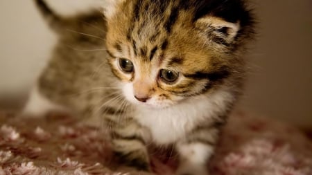 Cute Kitten - cat, kittens, cutie, kitty, awww, kitten, awwww, mau, baby, cats, aww, cute, meow