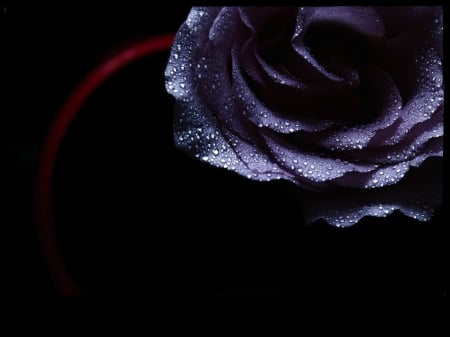 Purple rose - beauty, purple, purple rose, rose