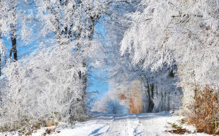 Winter - twigs, path, trees, landscape, snow