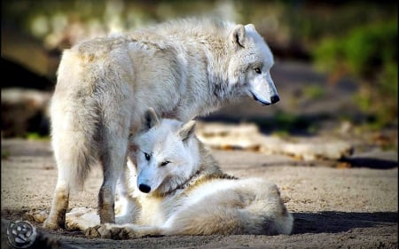 Arctic Wolves - sunlight, pair, wildlife, predators