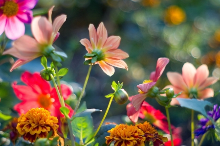 A breath of spring - nice, breath, colorful, field, lovely, spring, pretty, petals, beautiful, leaves, flowers, garden