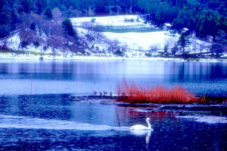 COOL SWIM - lake, winter, nature, swan