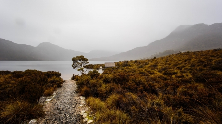 Nature - path, Nature, tree, mist