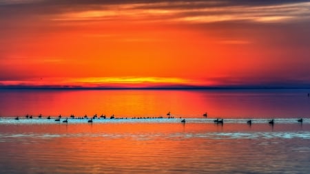 ducks in a lake under orange sunset