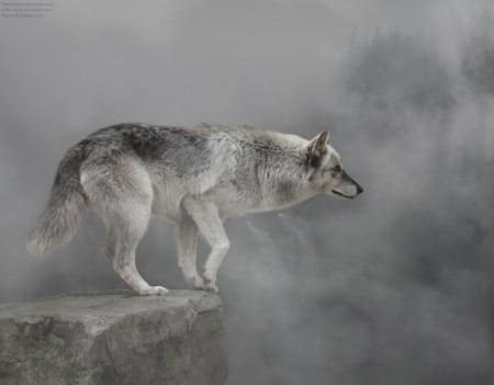 fantasy wolf - pack, spirit wolf wallpaper, the pack, wolves, black, animal, wisdom, dog mythical, wild