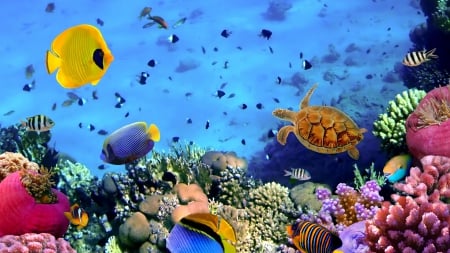 wonderful sea life on a coral reef