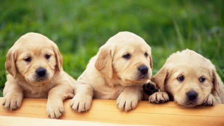 THREE CUTE PUPS