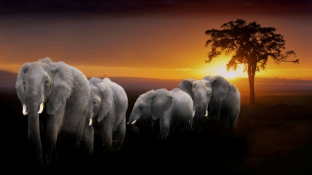 a herd of elephants at sunset in africa - herd, tree, sunset, elephants