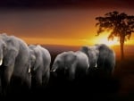 a herd of elephants at sunset in africa