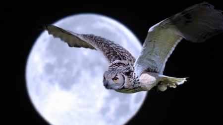 wonderful giant owl flying under a moon - owl, moon, wings, flying, night