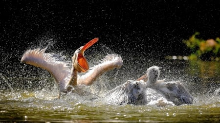 pelicans having a difference of opinion - spraqy, birds, splashing, water