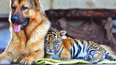 baby tiger snuggling to a german shepard  hdr - hdr, dog, snuggling, tiger