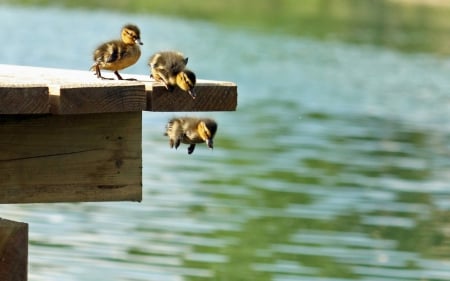 One by One.. - jumping, one by one, small, ducks, pier