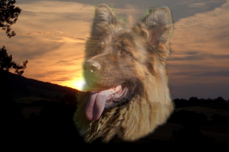 Portrait of German Shepherd