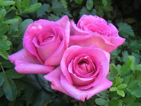 Three Roses - roses, water, beautiful, drops, three, leaves