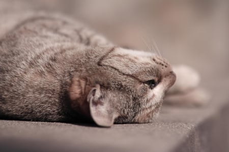 Cat - pretty, cat face, sleepy, paws, kitten, cats, face, sleeping, hat, beautiful, beauty, lovely, sweet, cat, cute, animals, kitty