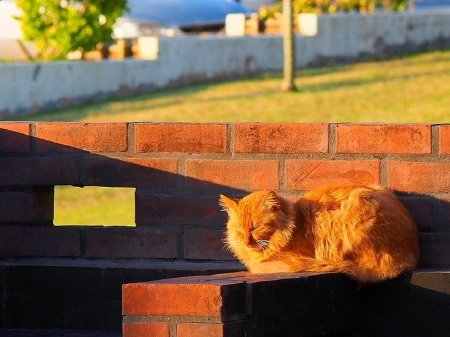 Cat - sleepy, cute, beautiful, cat, sleeping, kitty, cats, hat, cat face, paws, face, animals, pretty, beauty, sweet, kitten, lovely