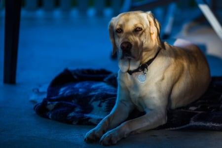 Labrador - puppy, animals, lovely, pretty, puppys, beautiful, dog, animal, dogs, sweet, cute