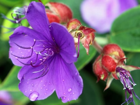 Purple - drop, beautiful, flower, purple