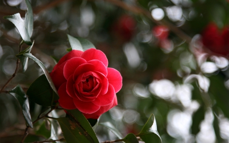 Red Rose - love, rose, flower, red