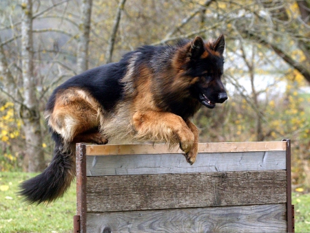 Shepherd's Training - jumping, trees, nature, watchdog, parcours