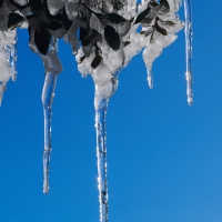 Icicles