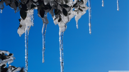 Icicles - frosty, sky, photography, leaf, frosted, cold, tree, frozen, ice, winter, leave, icicles, wallpaper, hd, nature, abstract, frost