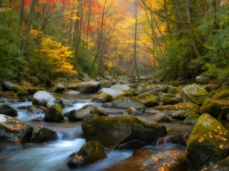 Stream through the trees - nature, trees, rocks, river