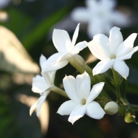 Jasmine Flowers