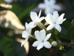 Jasmine Flowers