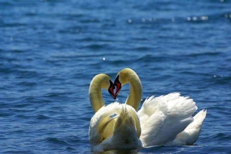 LOVE BIRDS - birds, white, swans, pond, lake, pair