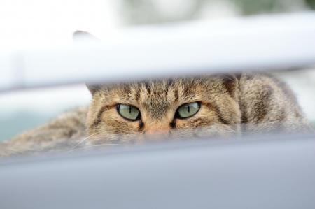 Cat - sleepy, cute, beautiful, cat, sleeping, kitty, cats, hat, cat face, paws, face, animals, pretty, beauty, sweet, kitten, lovely