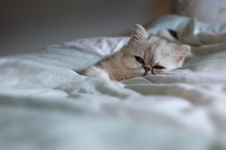 Cat - sleepy, cute, beautiful, cat, sleeping, kitty, cats, hat, cat face, paws, face, animals, pretty, beauty, sweet, kitten, lovely