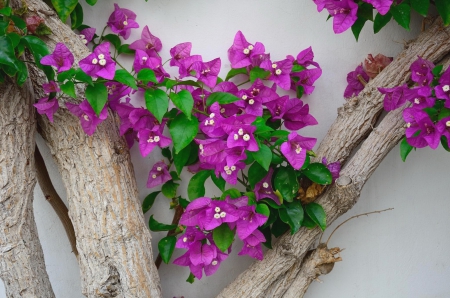 Lovely flowers - purple, petals, beautiful, flowers, lovely, wall, spring, leaves