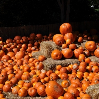 Pumpkins