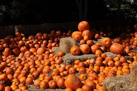 Pumpkins - nature, pumpkins, decoration, pumpkin